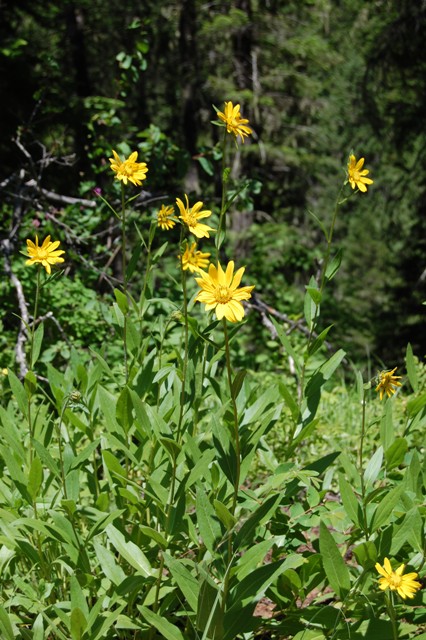 Helianthella uniflora